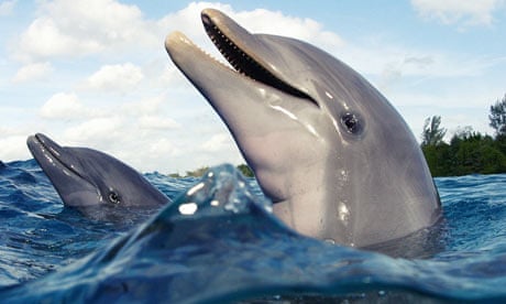 dolphins, rampant