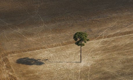 A lone Brazilian nut tree stands in a soy field