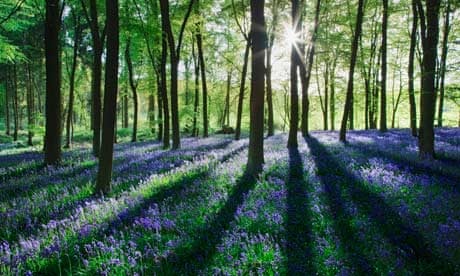 A bluebell wood in full flower is a true assault on the senses ...