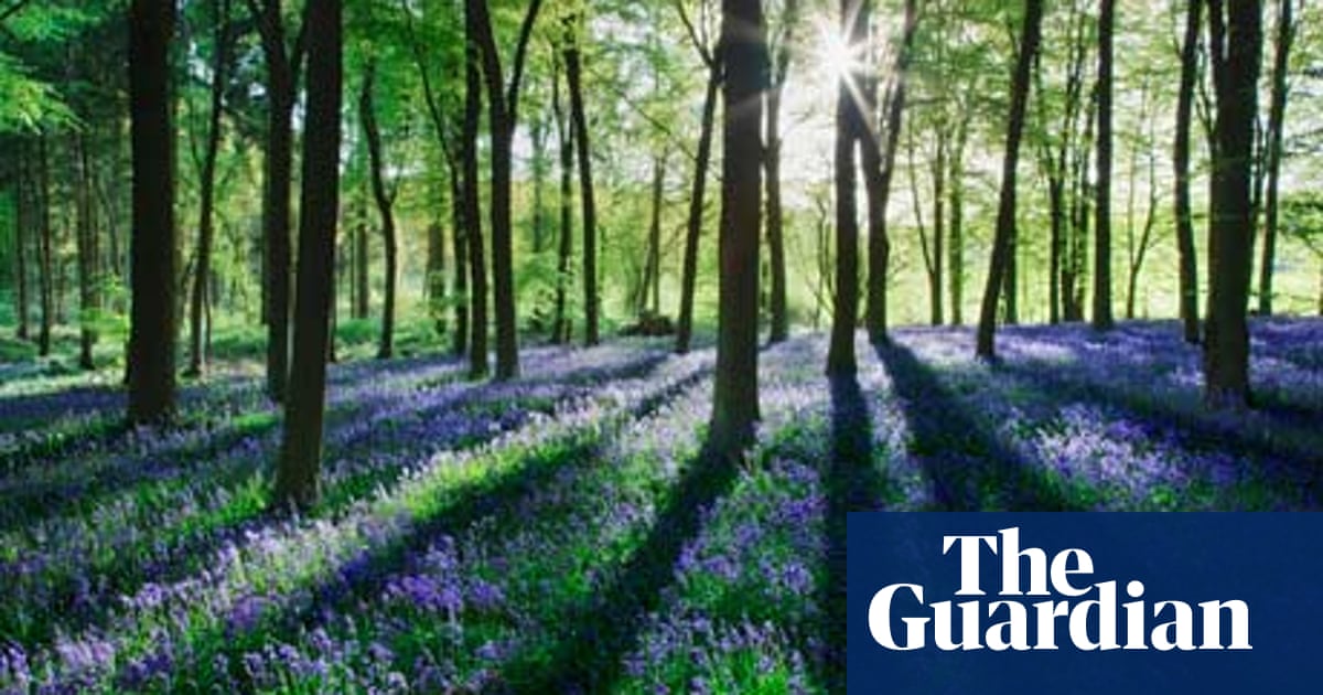 A Bluebell Wood In Full Flower Is A True Assault On The Senses Wildlife The Guardian A Bluebell Wood In Full Flower Is A True Assault On The Senses Wildlife The Guardian