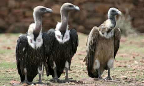 white-backed and slender-billed vultures