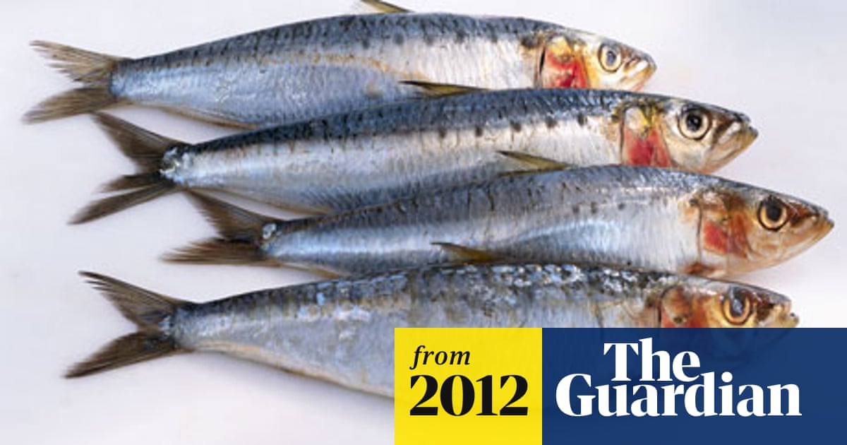 Caribbean Sardine Collapse Linked To Climate Change Global Development The Guardian Caribbean Sardine Collapse Linked To Climate Change Global Development The Guardian