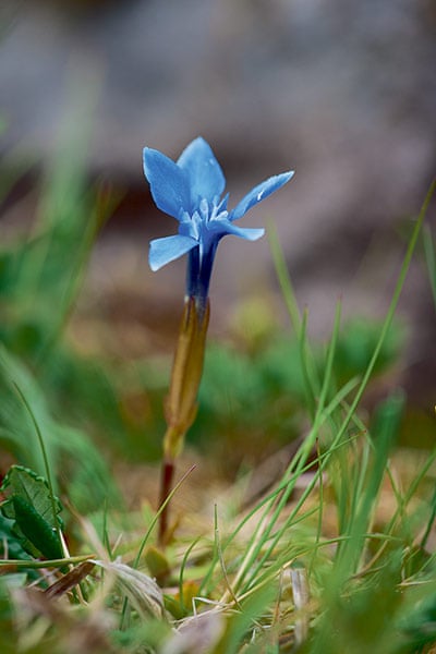 Ten Of Britain S Rarest Wild Flowers In Pictures Environment The Guardian