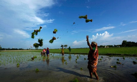 Indian agricultural workers throw paddy saplings as they distribute them for planting