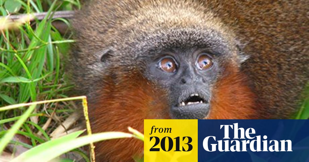 Purring Monkey And Vegetarian Piranha Among 400 New Amazon Species Amazon Rainforest The Guardian Purring Monkey And Vegetarian Piranha Among 400 New Amazon Species Amazon Rainforest The Guardian