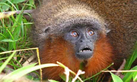 Amazon species: A 'purring' Caqueta titi monkey (<em>Callicebus caquetensis</em>)