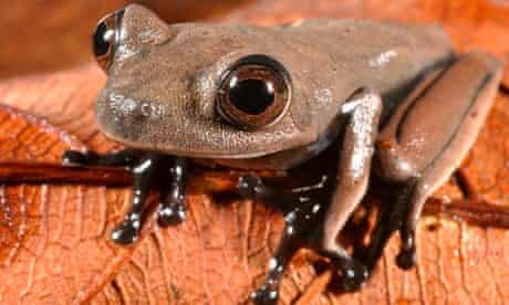 Chocolate-colored "cocoa" frog (Hypsiboas sp.) found in Suriname