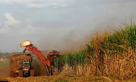 Sugar cane being cut in Brazil 