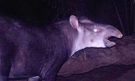 Rondônia, Rainforest, Indigenous Tribes, Wild Fauna