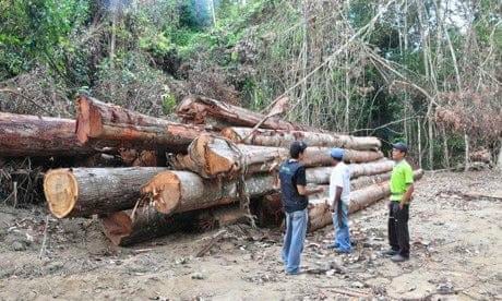 Illegally felled timber in the Amazon rainforest.