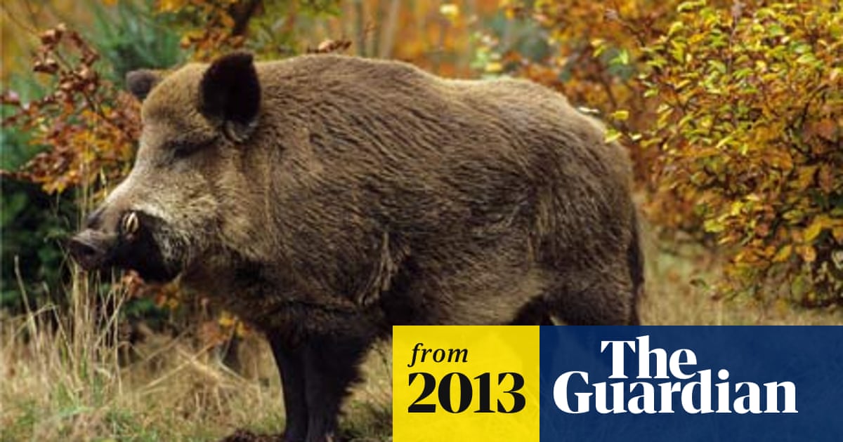 Hundreds Of Wild Boars Face Cull In Forest Of Dean Environment The Guardian