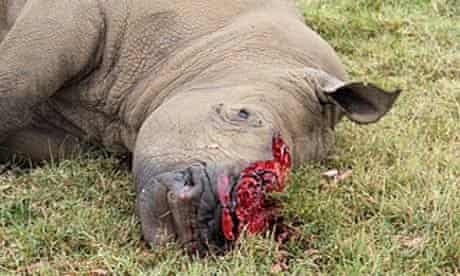 A rhino poached on a private ranch Oserian Wildlife Sanctuary