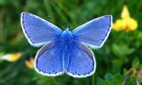 Common vlue butterfly 