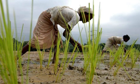 Women working in a paddy field in India 