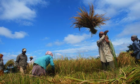 Rice farmers in north India 