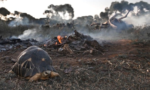 Endangered species Radiated tortoise with destroyed habitat in Madagascar