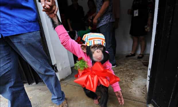 Chimpanzee before his wedding at a zoo in Hefei in China