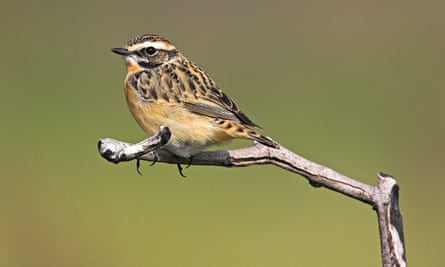 Whinchat Saxicola rubetra female perched on twig
