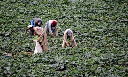 Farmers harvest cucumbers in Attcak village, Pakistan