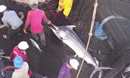 Still from a shocking Greenpeace undercover video: dirty tuna fishing