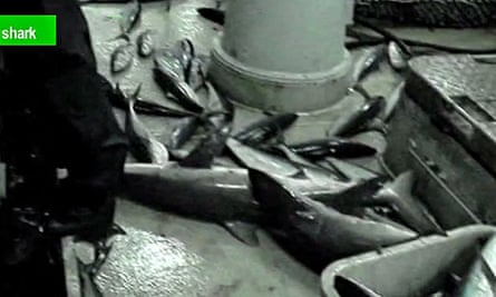 Still from a shocking Greenpeace undercover video: dirty tuna fishing