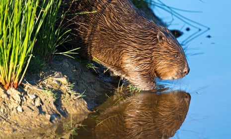 FoE launches legal action to stop capture of beavers in Devon | Wildlife |  The Guardian