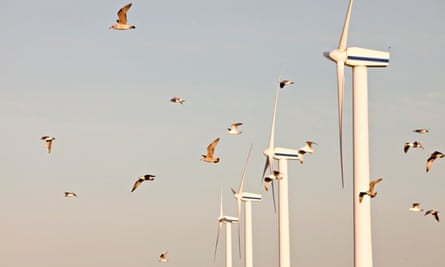 Wind turbines and birds : lock of Herring Gulls
