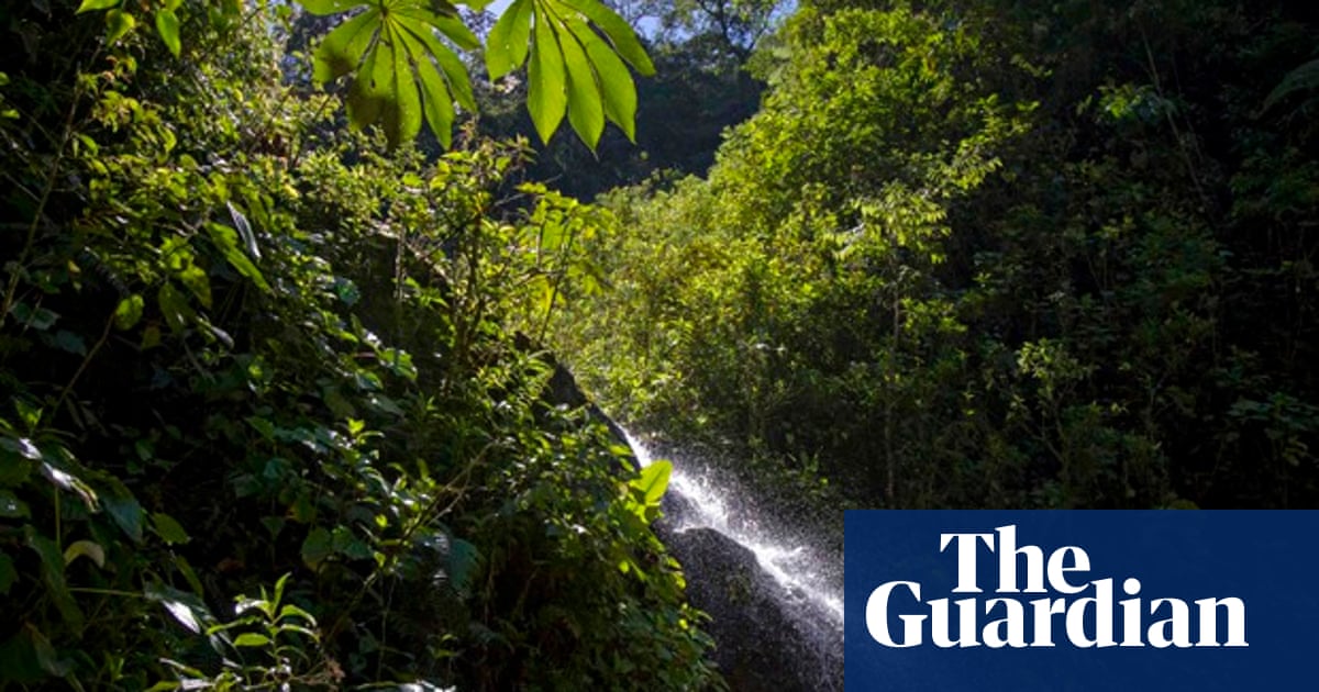 Peru S Forests Store More Co2 Than Us Emits In A Year Research Shows Greenhouse Gas Emissions The Guardian