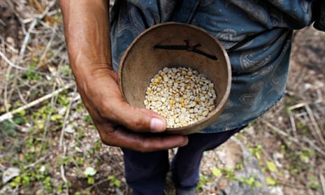 MDG : Food security and malnutrition : farmer holds up dried corn kernels, donated by WFP 