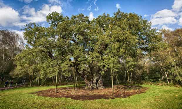 Major oak in Sherwood Forest National Nature Reserve, Edwinstowe, Nottinghamshire