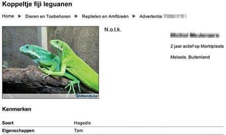 Wildlife online trade : Pair of Fiji banded iguana on a Dutch website