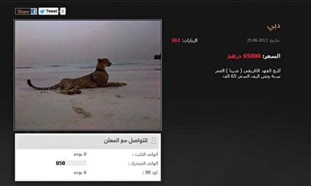 Cheetah for sale online for 65 000 UAE dirhams (around 10 000£) from a website based in UAE