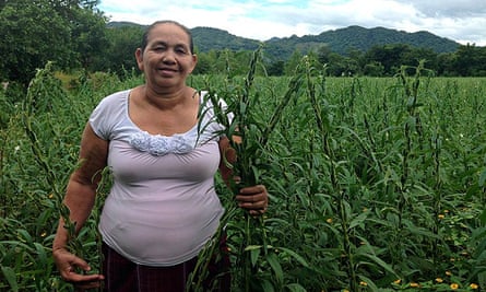 MDG : Women empowerment in Nicaragua : Marta Vargas in Sesame field