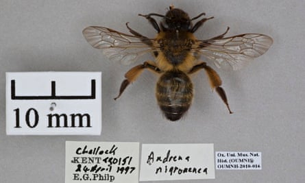Female solitary miner bee ( Andrena nigroaenea )