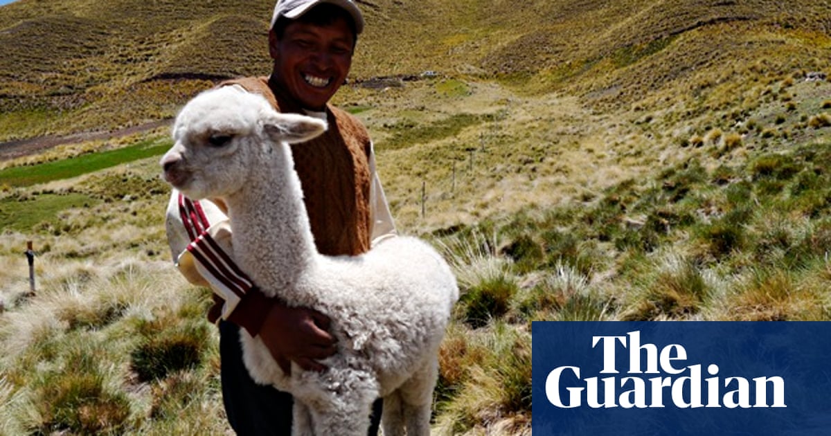 Bitter Winters For Peru S Alpaca Farmers Combating Climate Change Natural Resources And Development The Guardian