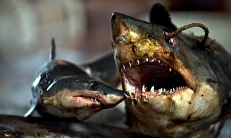 Fish with 'two jaws' caught in New York, The Independent