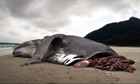 George Mombiot blog on sharks : Whale carcasss on beach