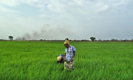 MDG : Agriculture in Africa : Employees of Saudi Star rice farm work in a paddy in Gambella Ethiopia