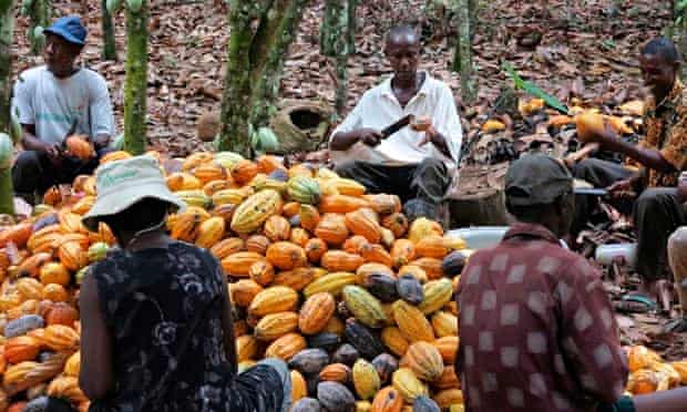 MDG : Agriculture in Africa : Farmers break cocoa pods in Ghana