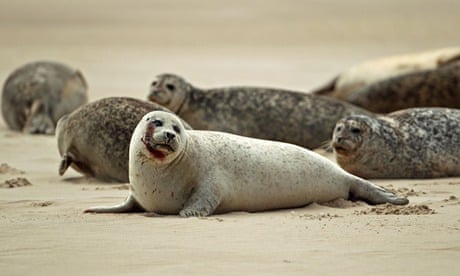 Common Seal (Phoca vitulina) in Norfolk