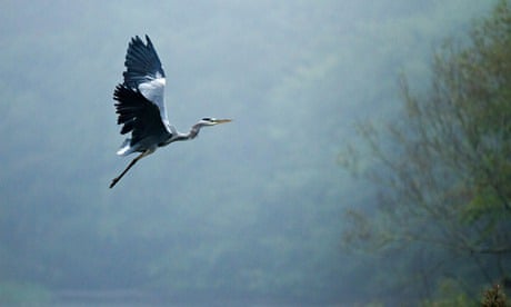 In a gale-torn copse, two herons shelter from the storm | Environment | The  Guardian
