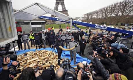 Elephant ivory destruction by French customs in Paris