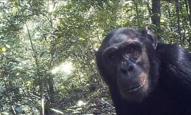 Chimpanzees of Bili-Uele forest caught on camera trap installed by primatologist Cleve Hicks , DRC