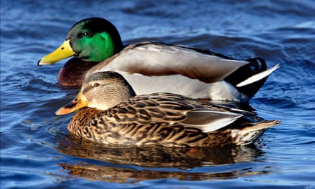 Country Diary archive : Pair of mallard duck