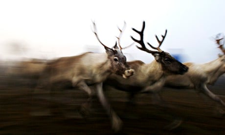 Finland - Sami Reindeer Herders - an Arctic tradition imperilled