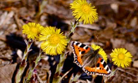 Country Diary : Small tortoiseshell butterfly on colt's-foot flowers 