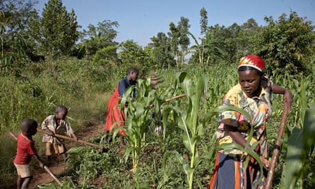 MDG : Parity men and women farming in Uganda, Women in africa