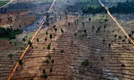 App deforestation in Indonesia : Forest clearing in the Kerumutan area in Riau, Sumatra, Indonesia