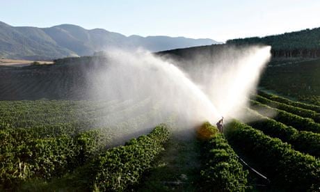 Climate change and coffee farming :  coffee trees are irrigated in a farm in Brazil