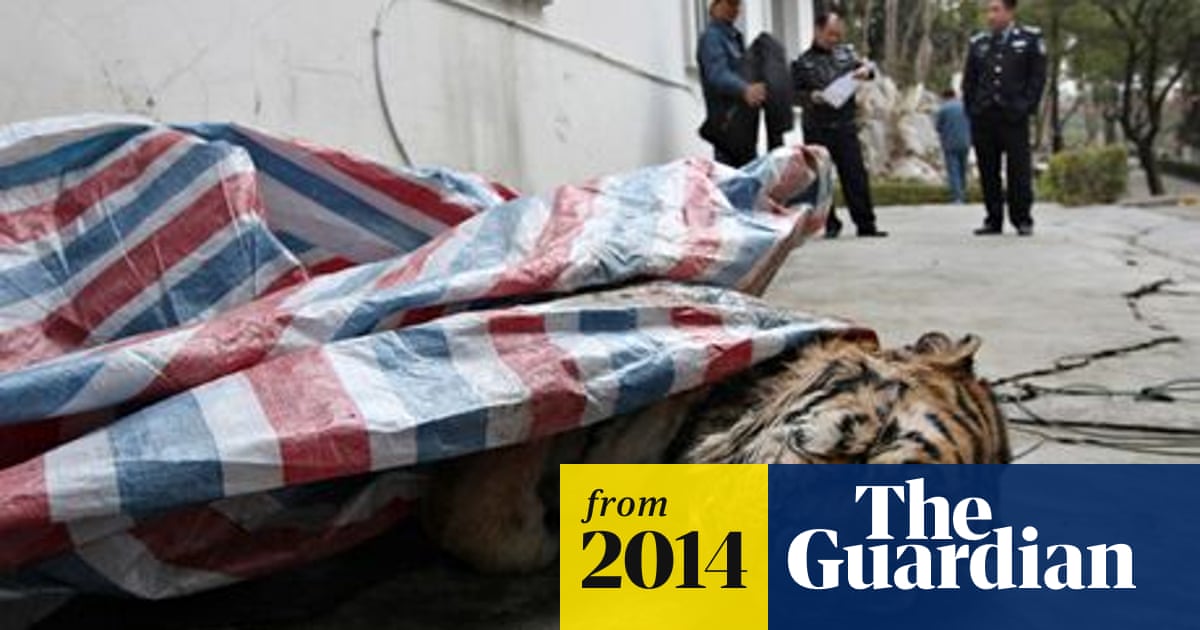 Tigers slaughtered in show of social stature for Guangdong businessmen